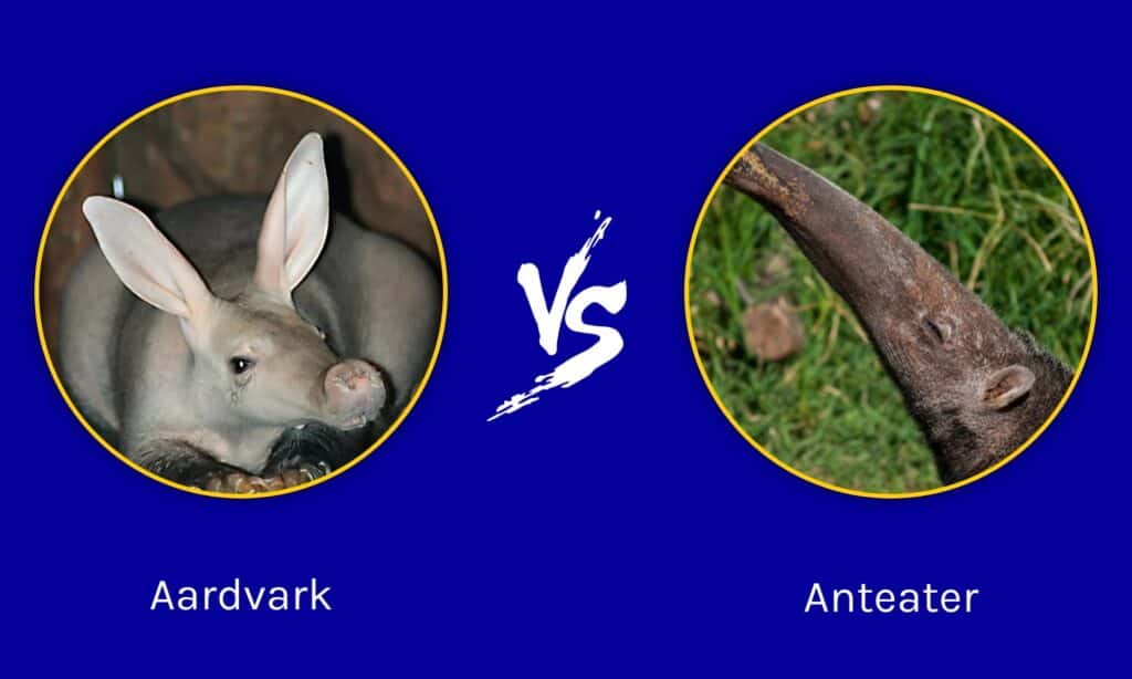 Aardvark vs Anteater