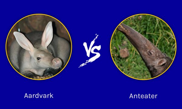 Aardvark vs Anteater: What sets these insect eaters apart? - A-Z Animals