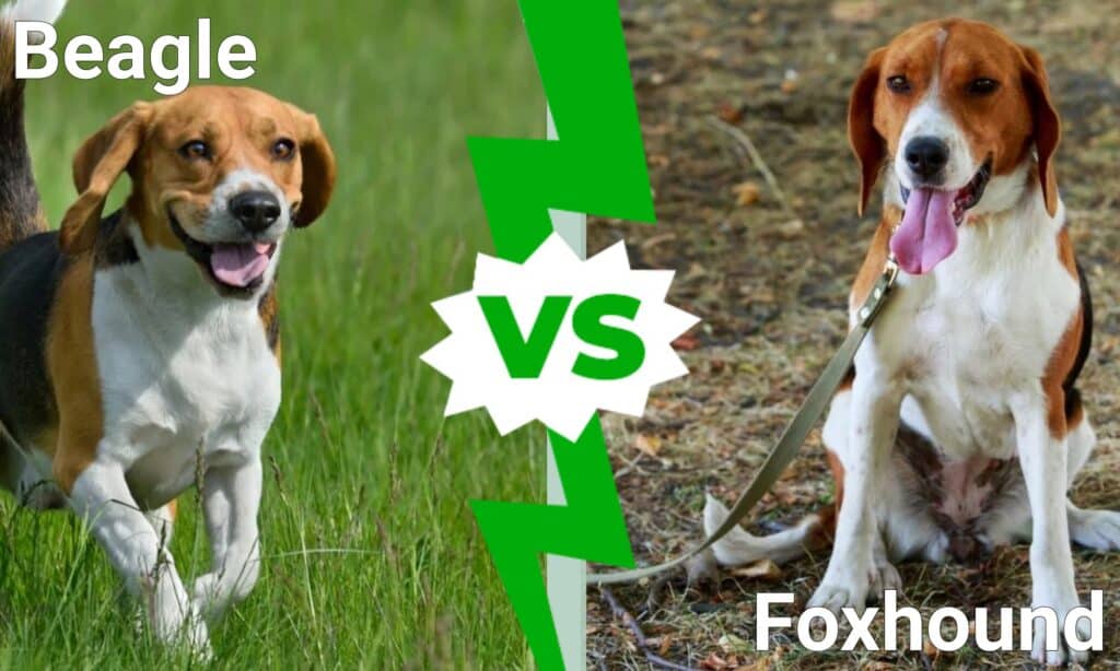 what is the difference between beagle and beagle harrier