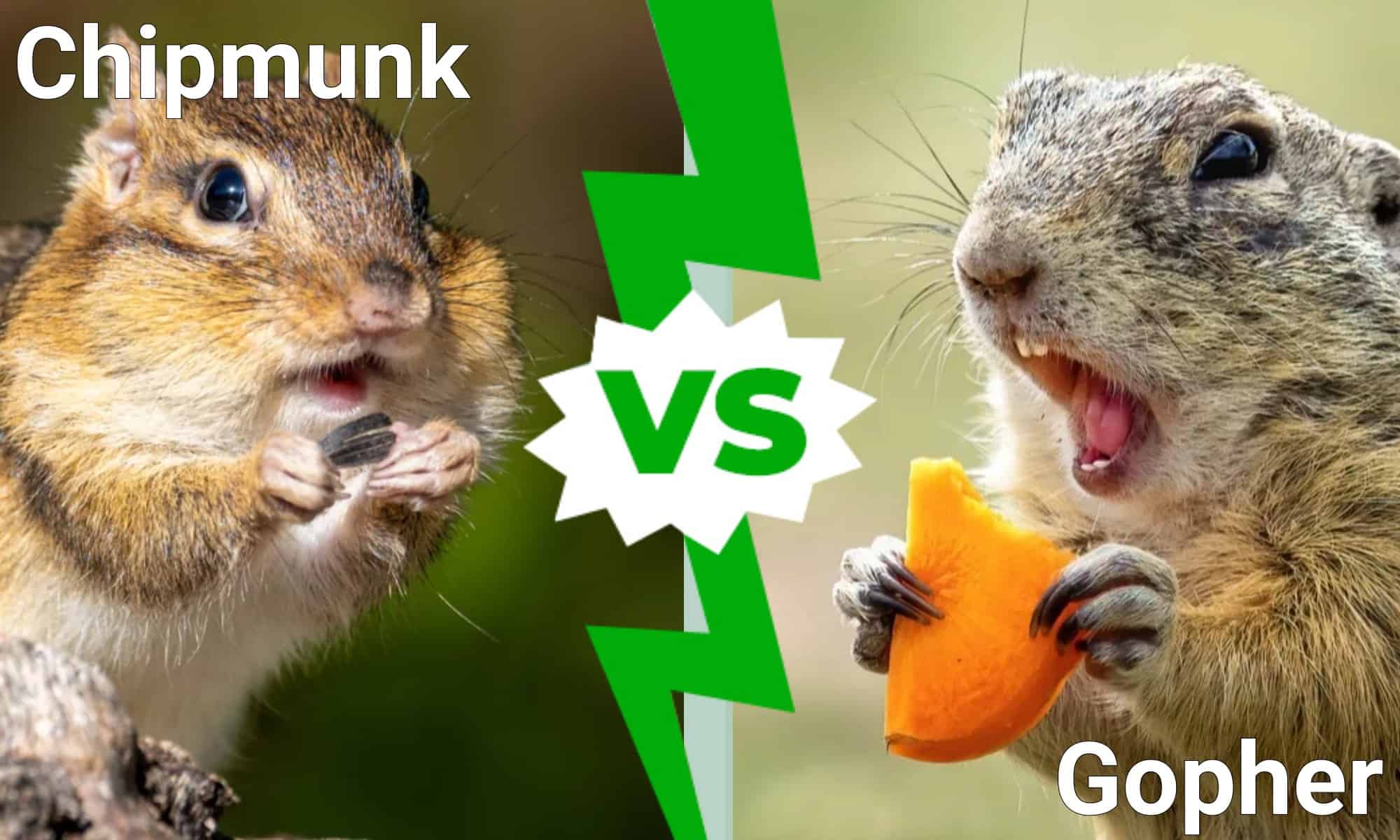 Chipmunk vs Gopher: What are the Differences? - A-Z Animals