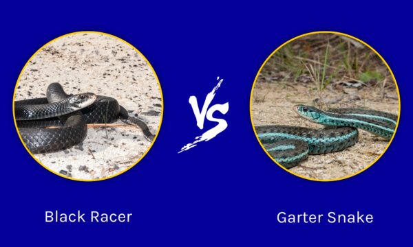 Black Racer vs Garter Snake: What’s the Difference? - A-Z Animals