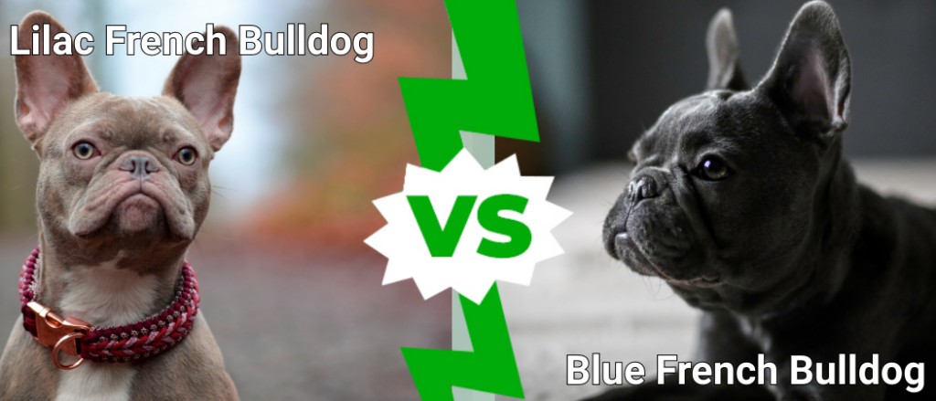 Lilac French Bulldog vs Blue French Bulldog