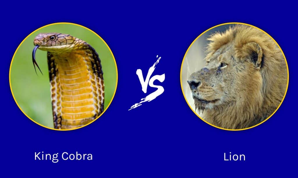 lion vs cobra