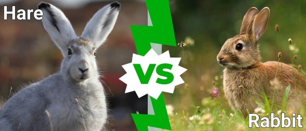 Заяц против. Hare vs Rabbit. Разница между зайцем и кроликом.