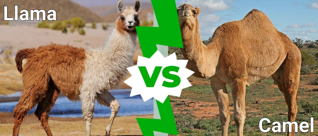 Llama Vs Camel - A-Z Animals