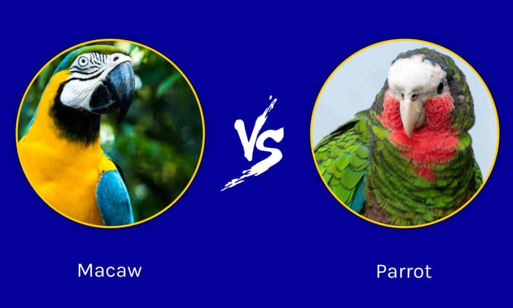 macaw vs parrot