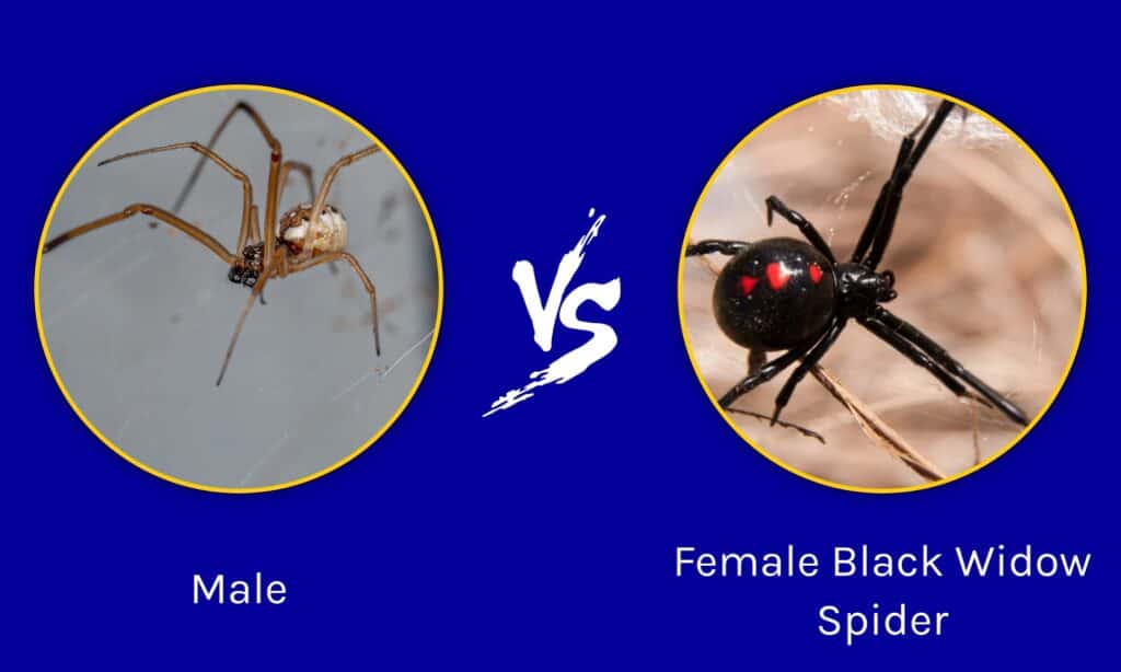 Box plot comparing male black widow spider body size (mean