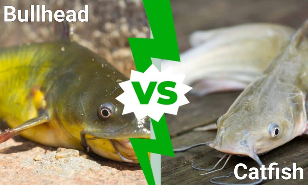 bullhead vs catfish
