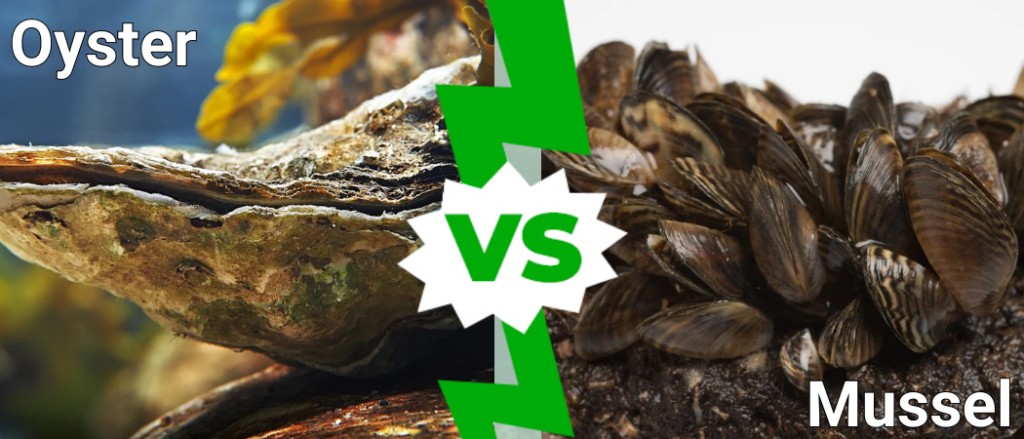 oyster vs mussel