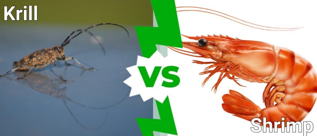 Krill vs Shrimp: What Are the Differences? - AZ Animals
