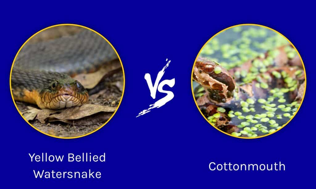 Yellow Bellied Watersnake vs Cottonmouth