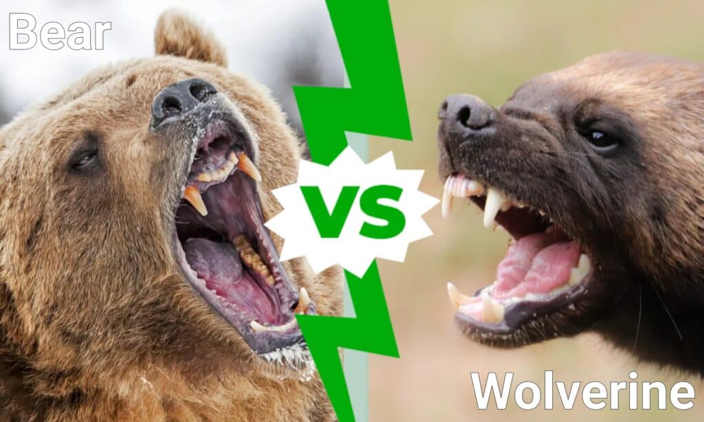 Bear vs Wolverine