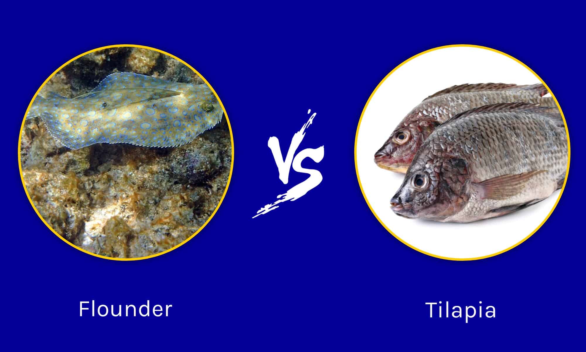 Flounder vs Tilapia How Are They Different? AZ Animals