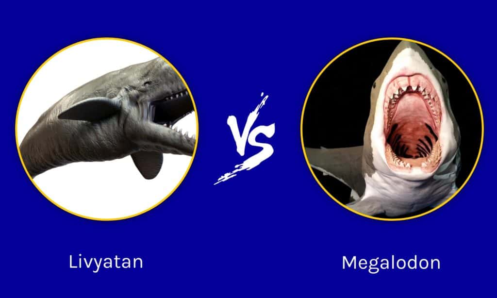 giant mosasaur vs megalodon