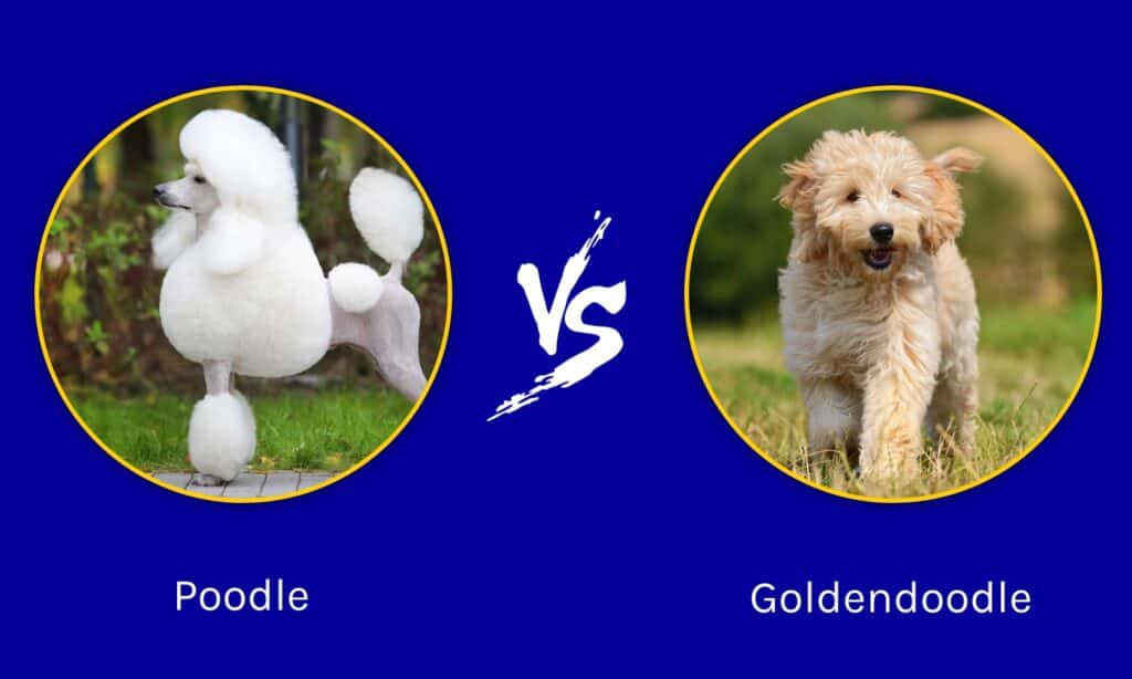poodle vs goldendoodle