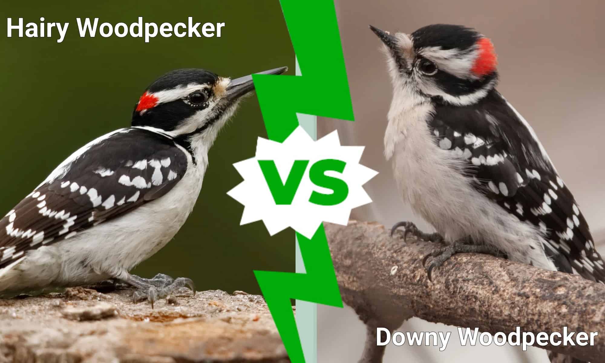 hairy vs downy woodpecker