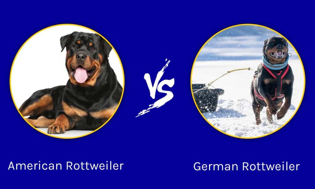 are there 2 different types of rottweilers