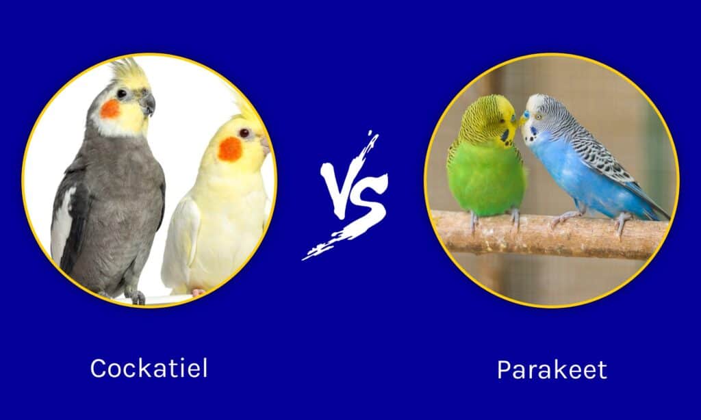 Cockatiel vs Parakeet