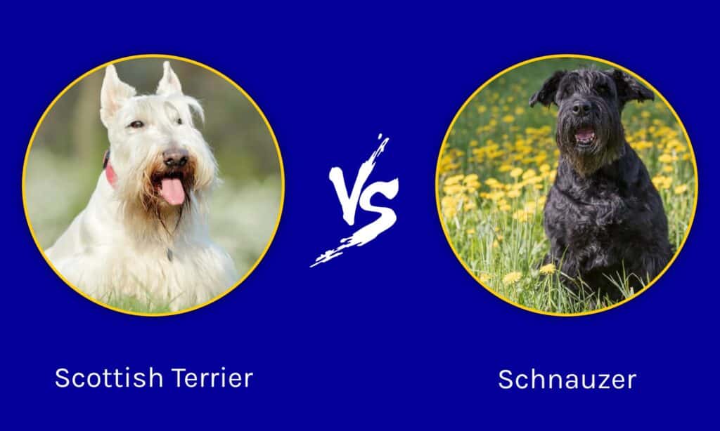 are schnauzer terriers