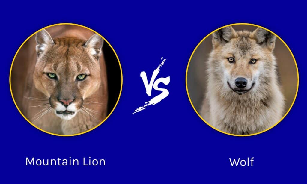 Mountain Lion vs Wolf