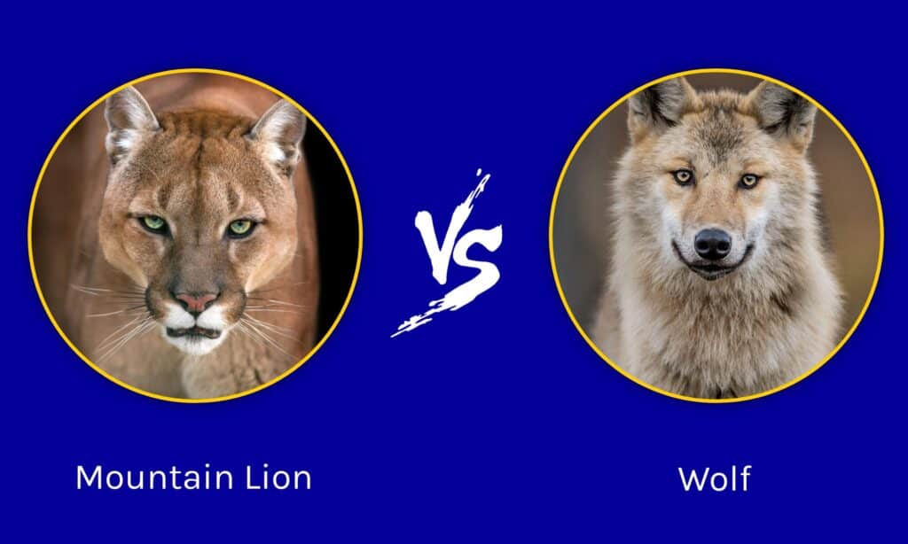 lion vs wolves