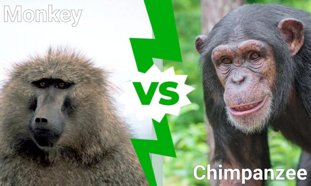 The difference between monkeys and apes