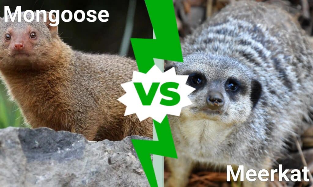mongoose vs meerkat