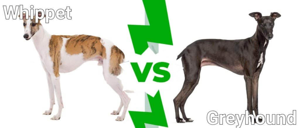 whippet vs greyhound