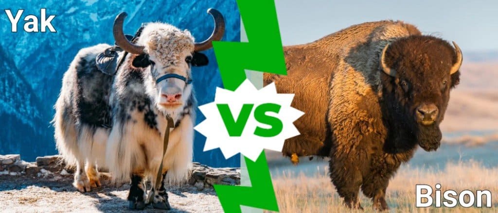 yak vs bison