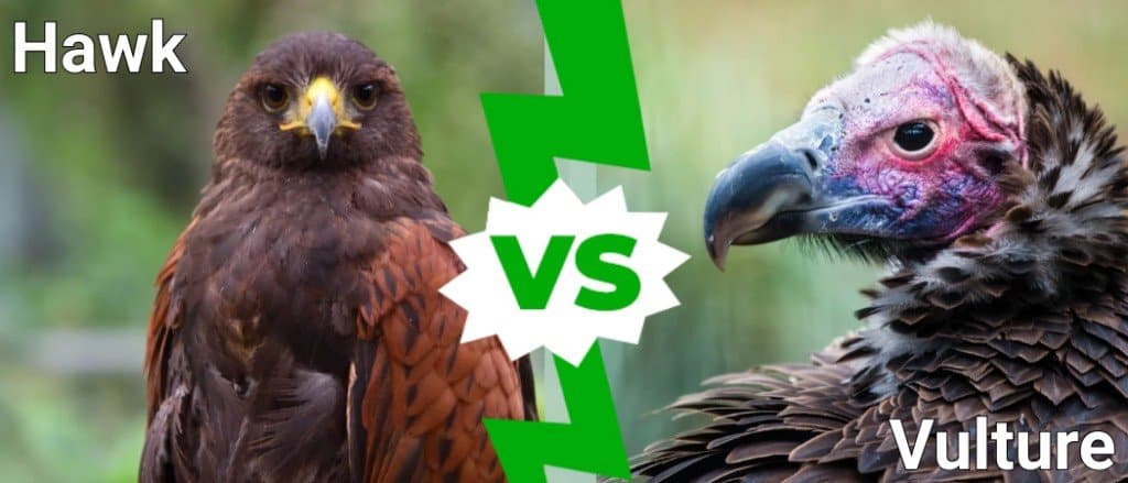 Vulture Vs Hawk