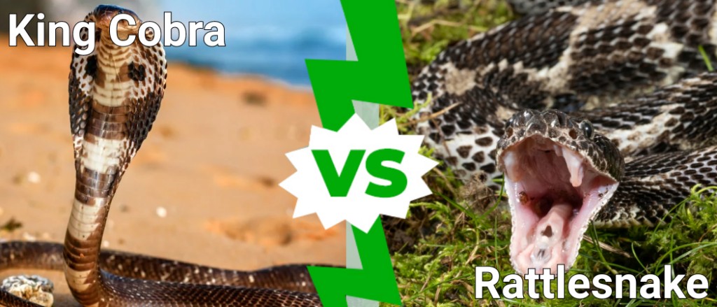 king cobra vs rattlesnake
