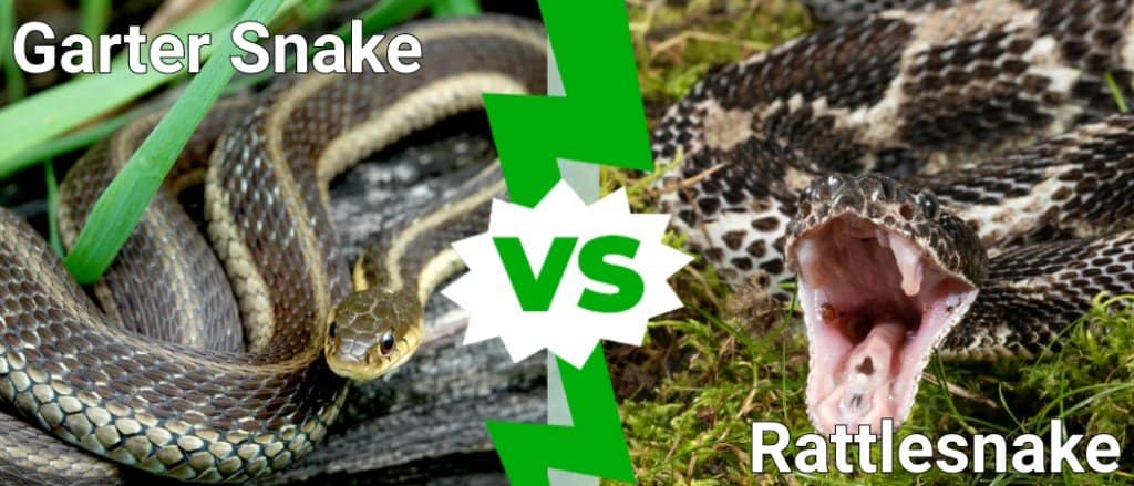 Rattlesnake Vs Garter Snake