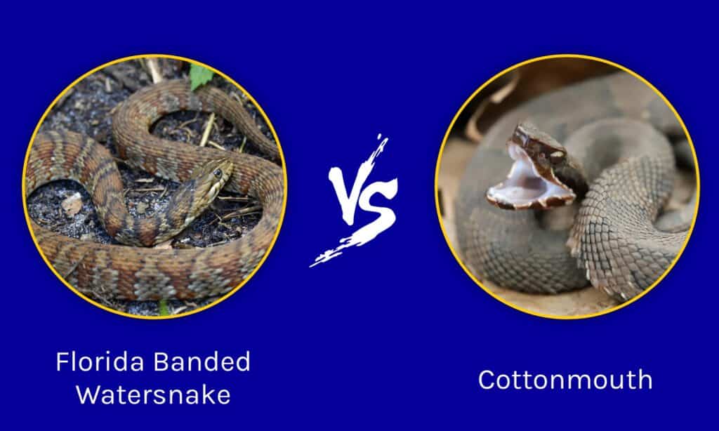 Cottonmouth Vs Banded Water Snake