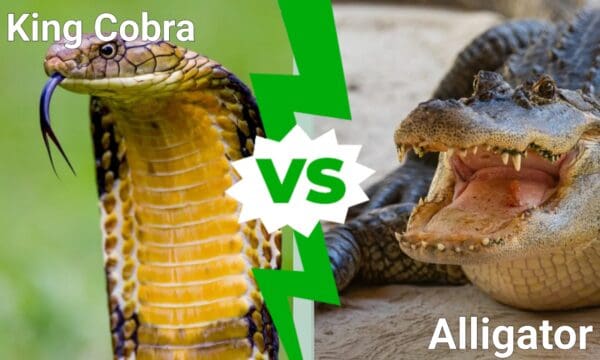 King Cobra vs Alligator: Who Would Win in a Fight? - A-Z Animals