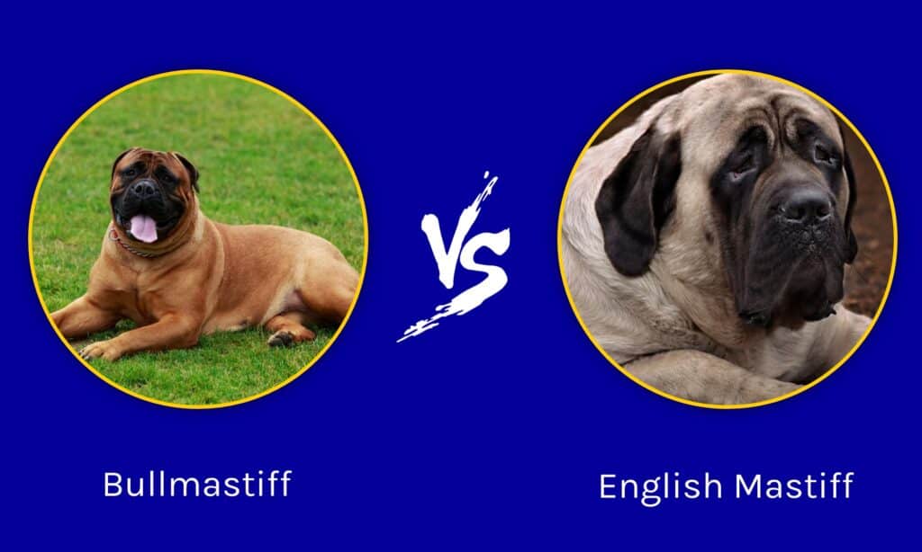 bullmastiff vs pitbull who would win in a fight