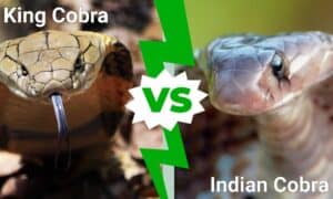 King Cobra vs Indian Cobra: What Are the Differences? Picture
