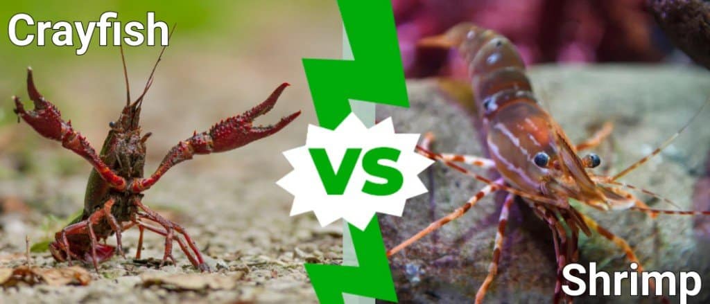 Crayfish vs Shrimp