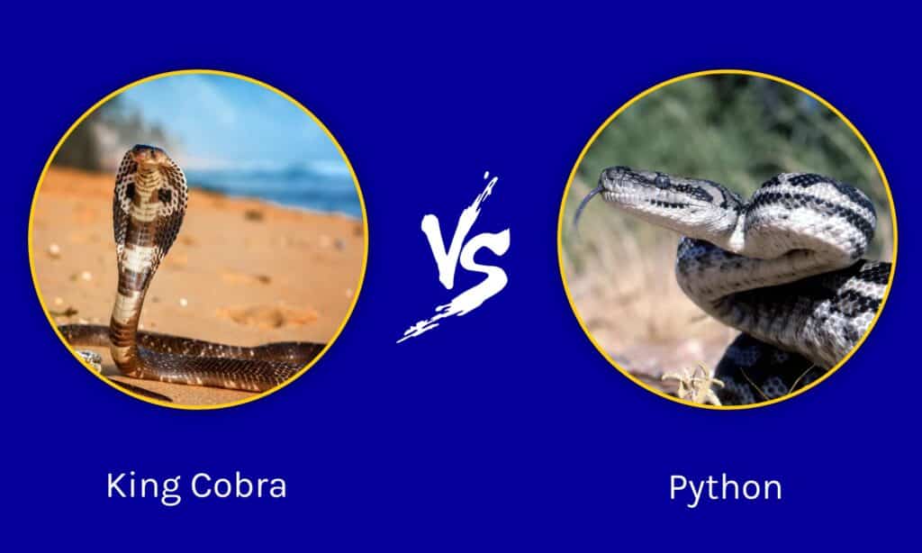 When the King Cobra Meets a Rock Python, Roundglass