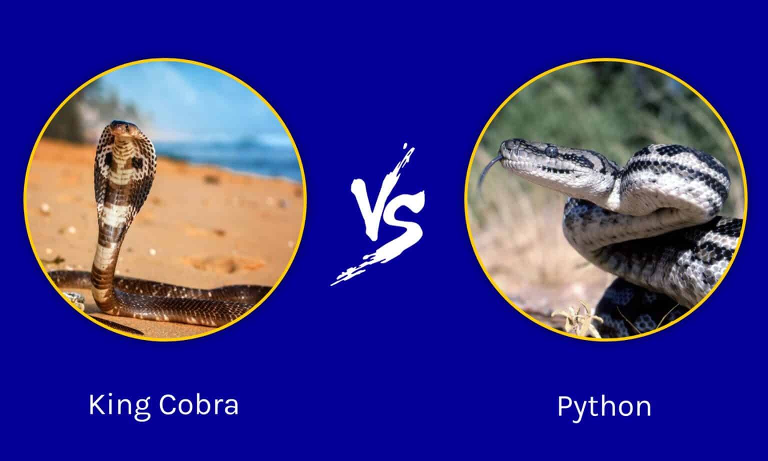 King Cobra vs Python: 5 Key Differences - A-Z Animals