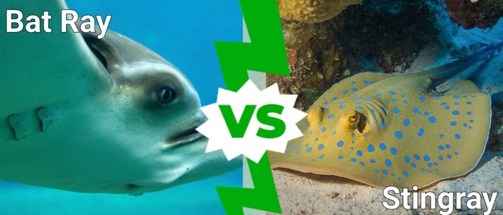 Bat Ray vs Stingray