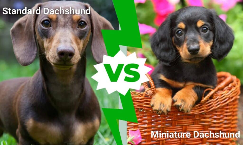 Standard Dachshund vs Miniature Dachshund