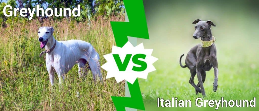 greyhound vs italian greyhound