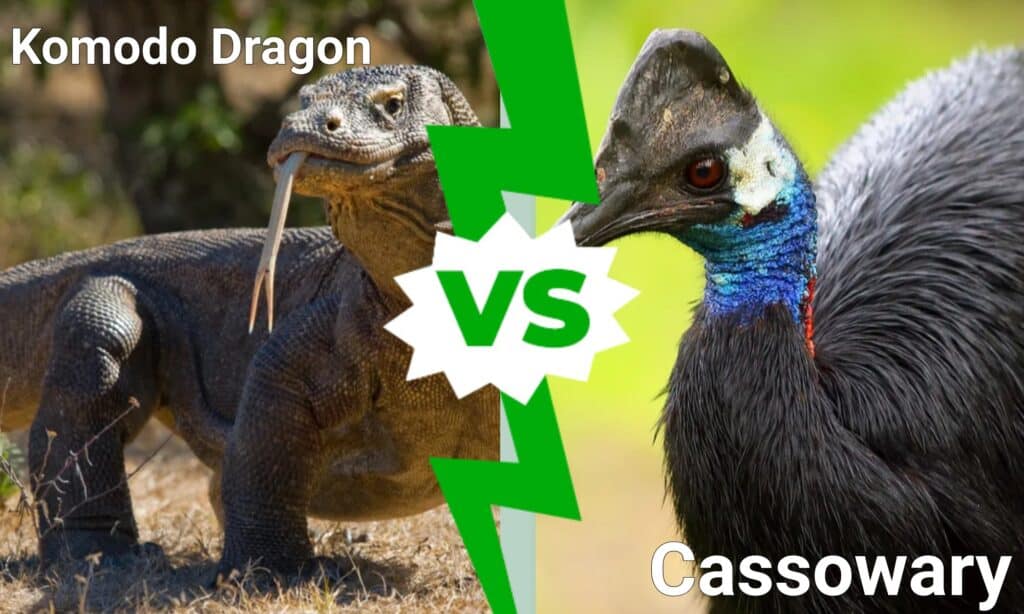 komodo dragon vs the world's deadliest bird