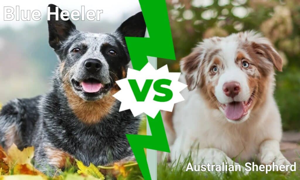 blue heeler vs australian shepherd