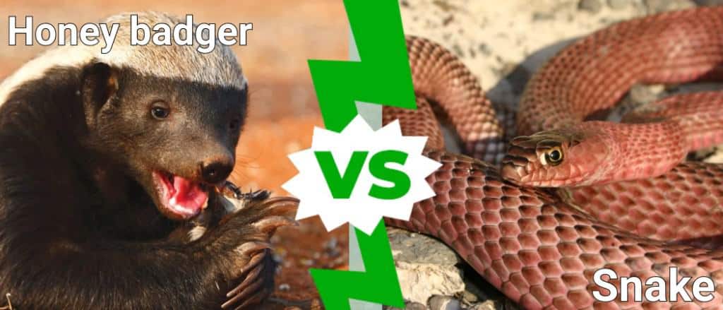 honey badger vs king cobra