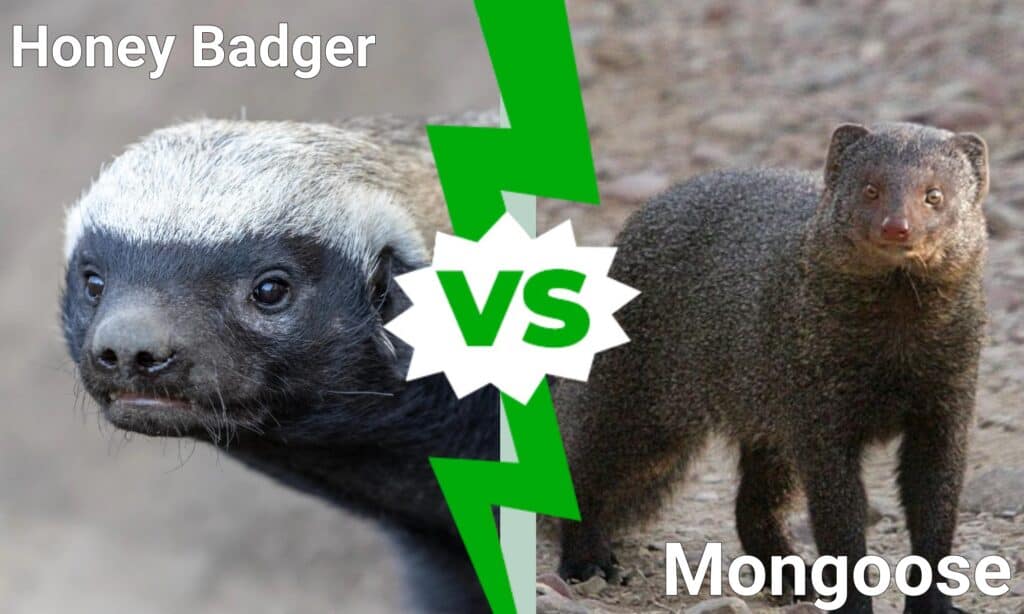 honey badger vs mongoose