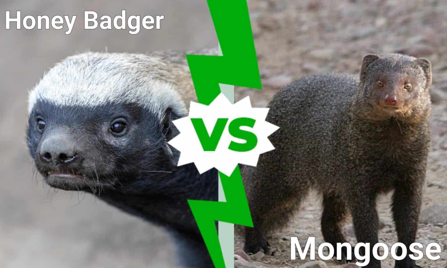 Honey Badger vs Mongoose 5 Key Differences AZ Animals
