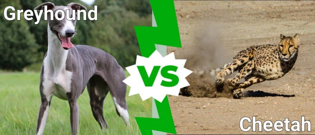 Greyhound vs Cheetah