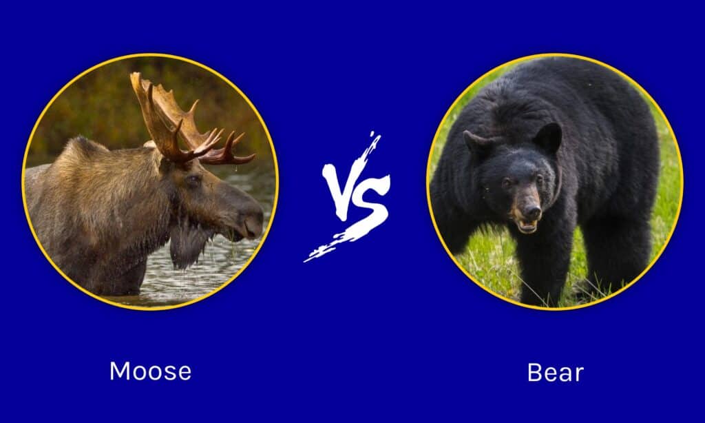 Grizzly Bear Vs Moose