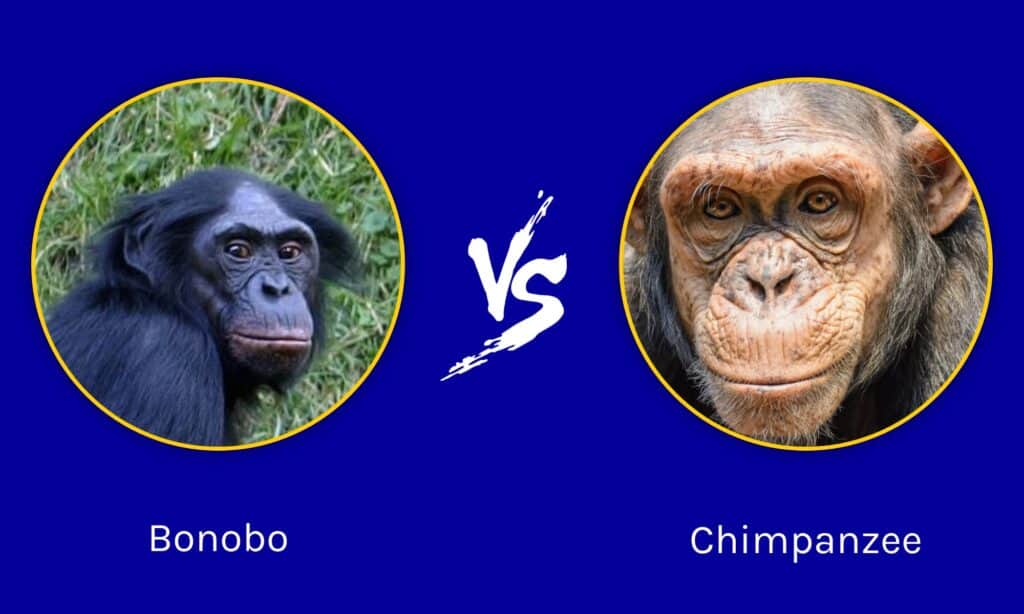 Bonobo vs Chimpanzee: What are the Differences? - IMP WORLD